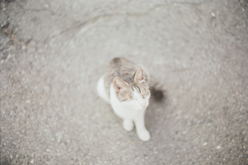 white and brown cat lying on gray floor