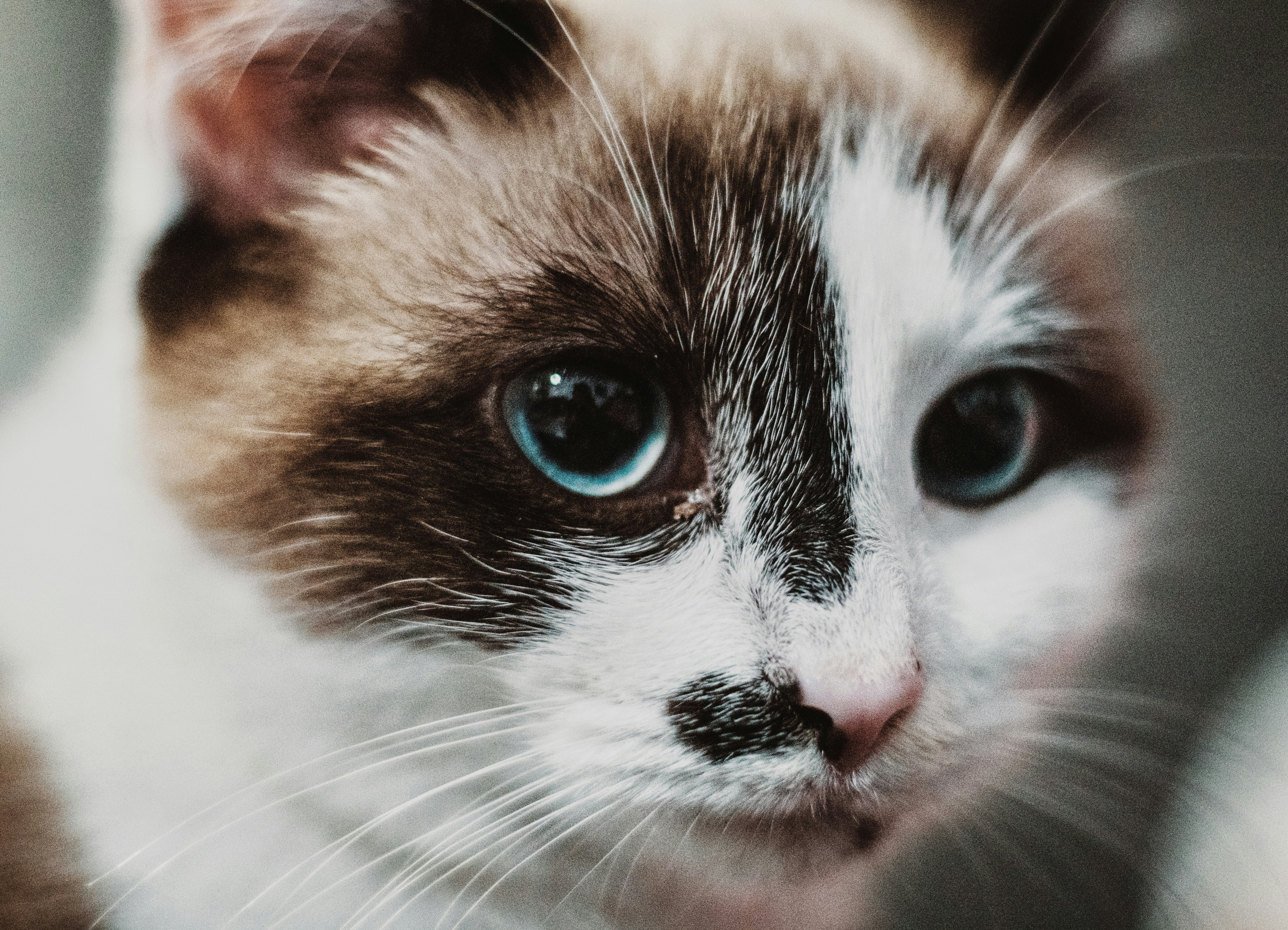 white and brown cat with blue eyes