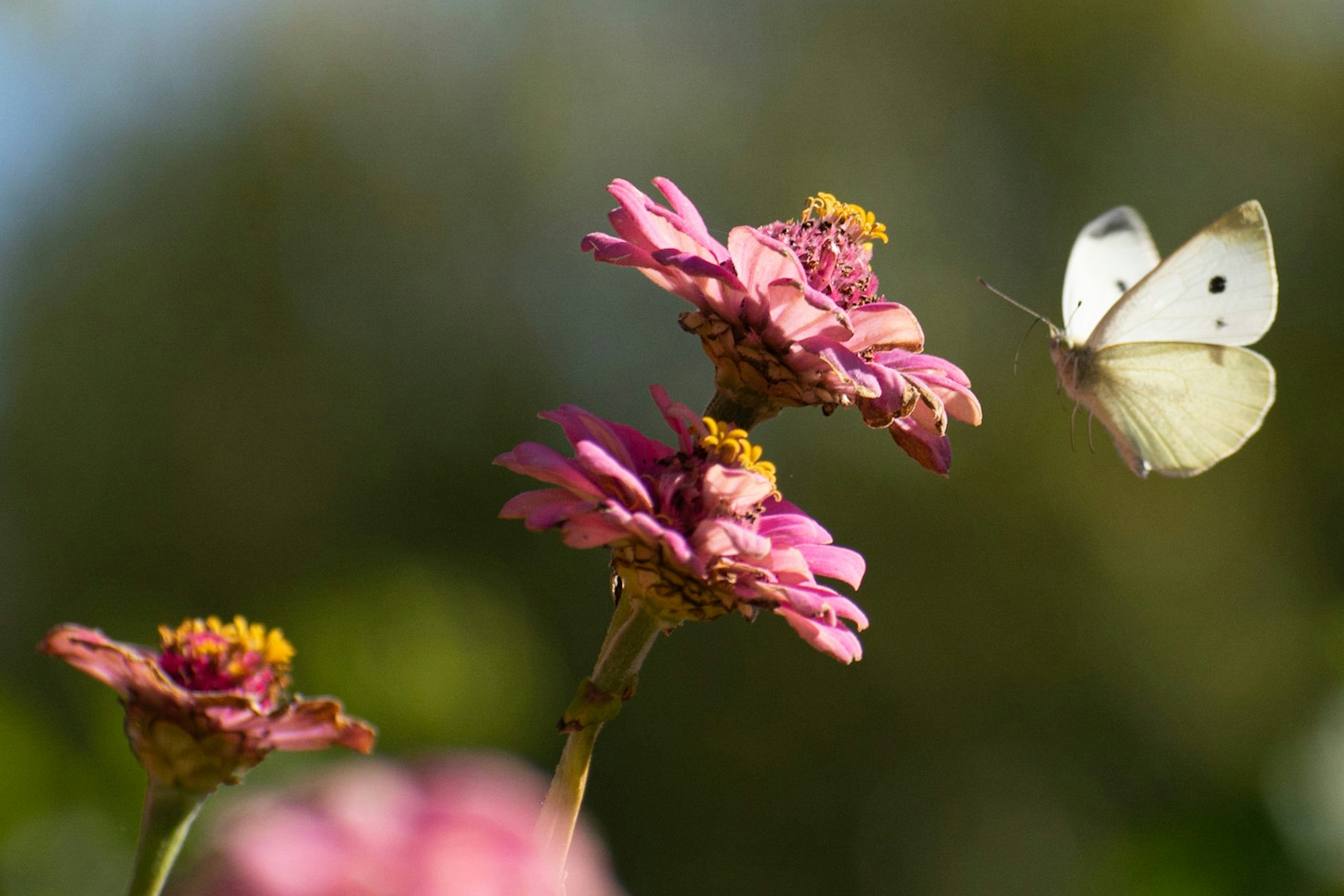 Photo by elisastonephotography