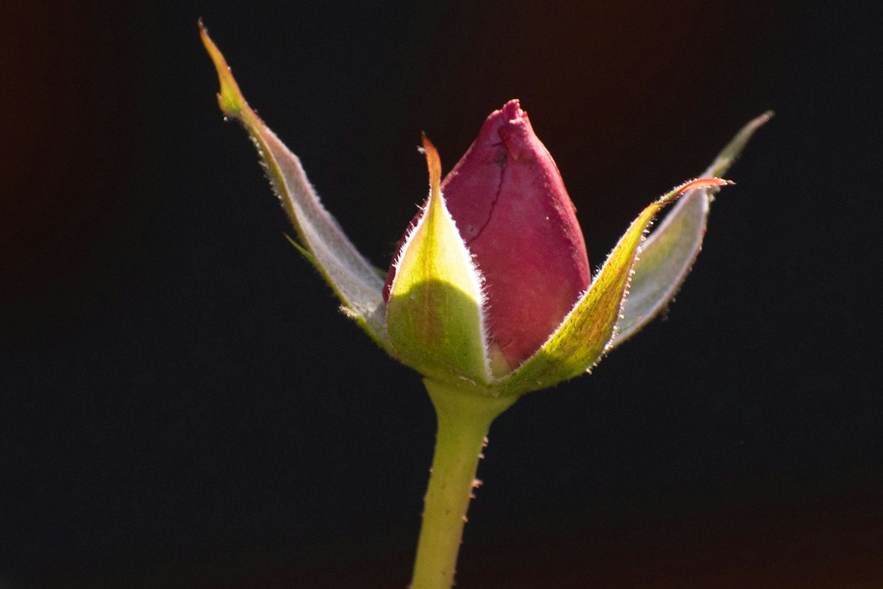 Photo by elisastonephotography