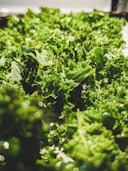 green plant in tilt shift lens