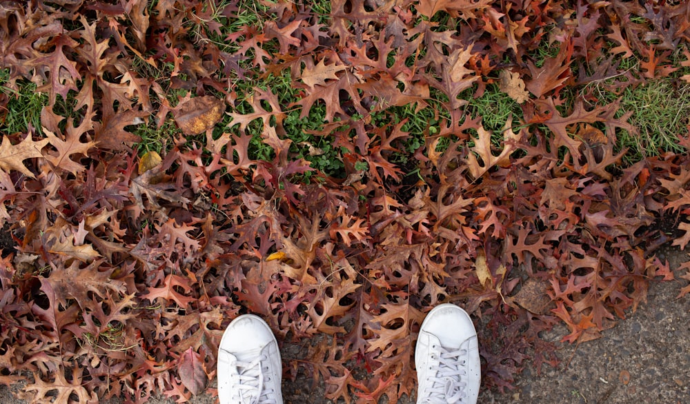 person wearing white sneakers standing on dried leaves