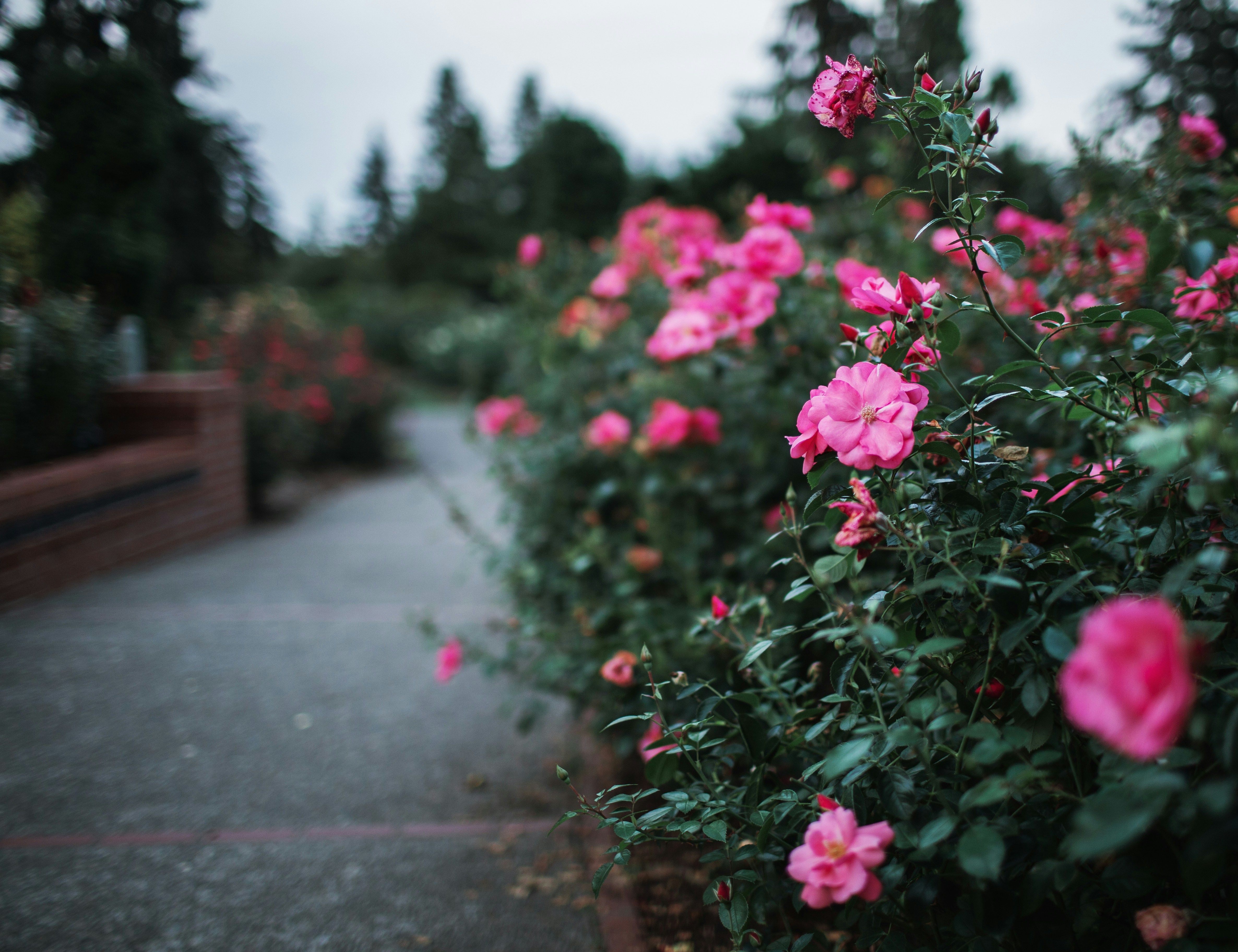 Pink roses garden