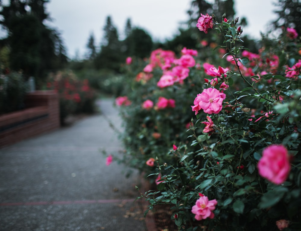 pink flowers on gray concrete floor