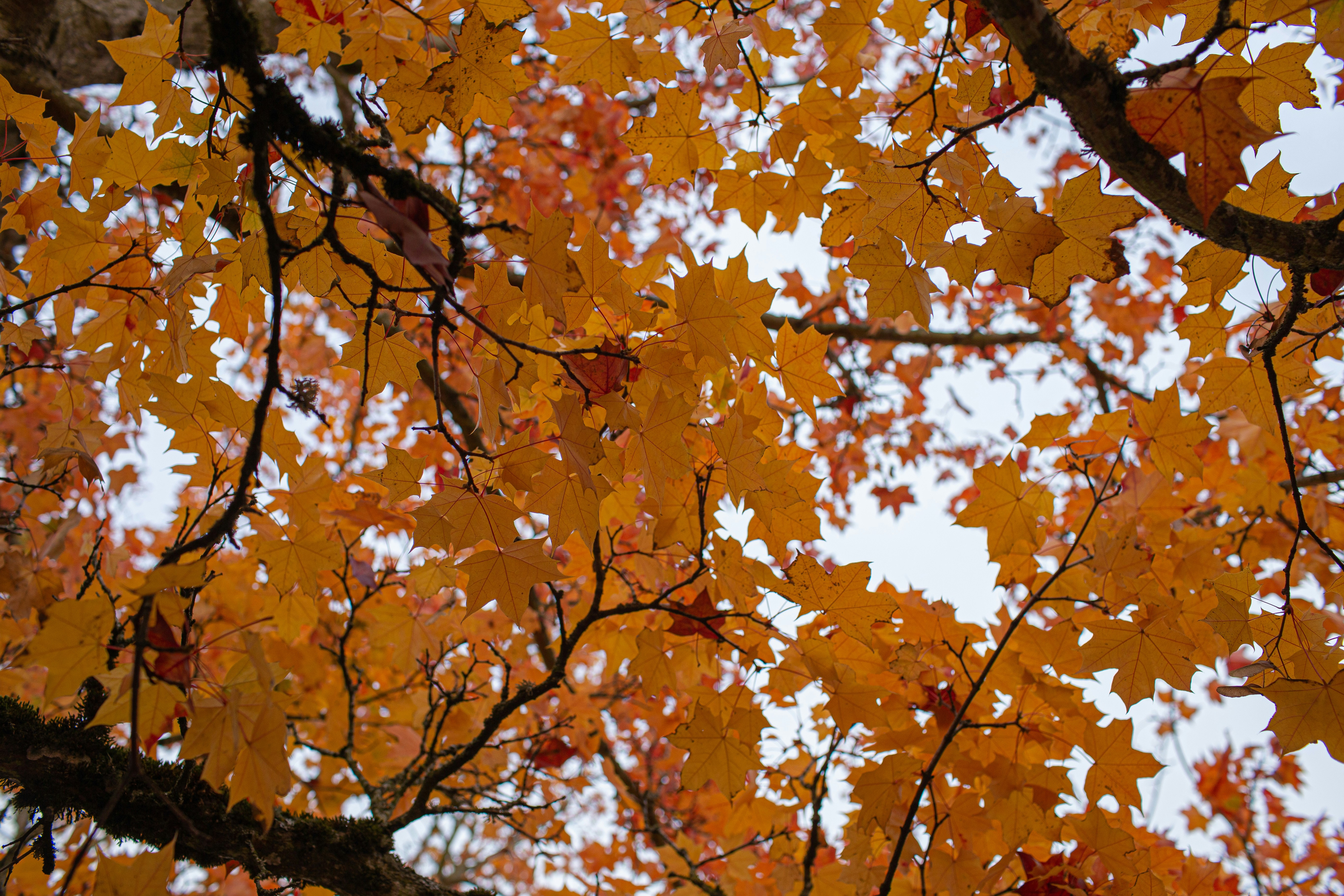 Photo by carsonforemanphotos