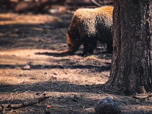 A bear with brown fur is walking close to a large tree trunk in a forested area. The ground is covered with dry leaves, twigs, and some rocks, creating a natural, woodland setting. The lighting is dappled, indicating sunlight filtering through the trees, casting shadows on the ground.