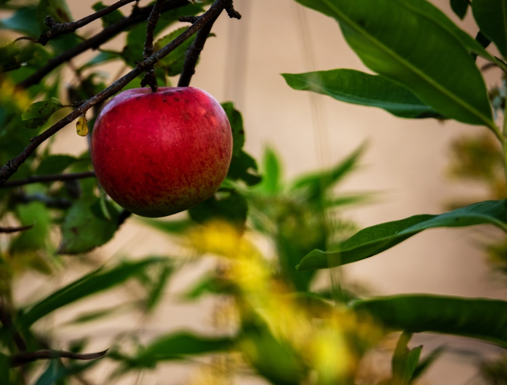 red apple fruit on tree branch