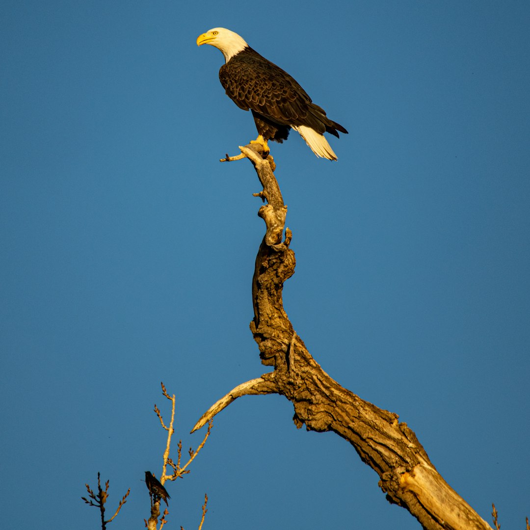 black and white eagle on brown tree branch during daytime