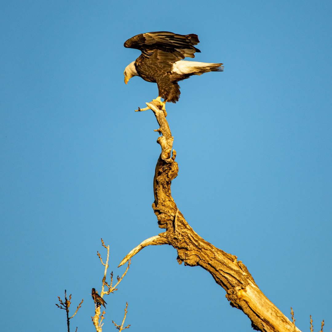 brown bird on brown tree branch during daytime