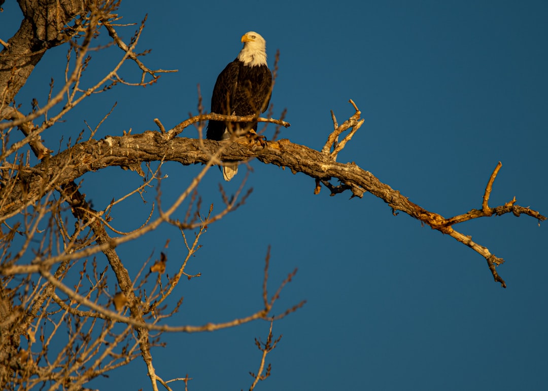 black and white eagle on brown tree branch during daytime