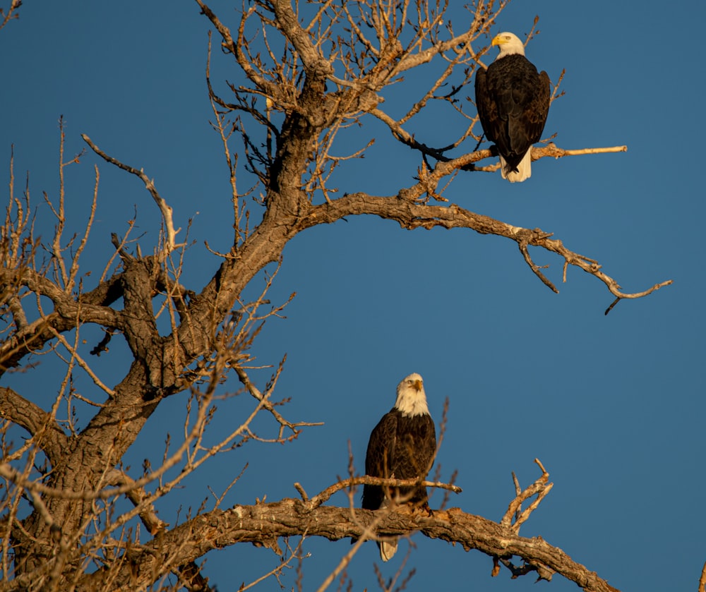 Schwarzer und weißer Adler tagsüber auf braunem kahlem Baum