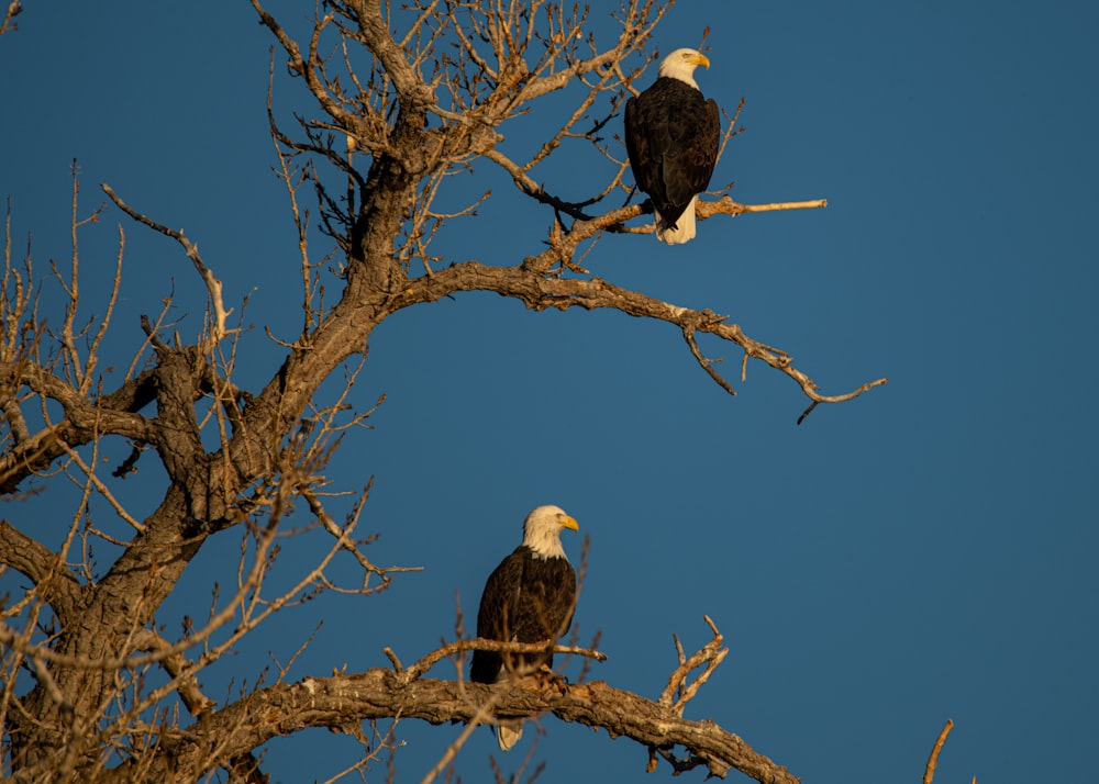 black and white eagle on brown bare tree during daytime