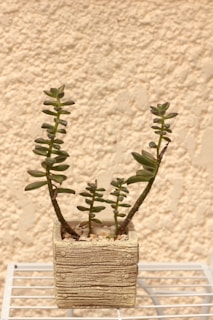 A handcrafted eggshell planter holding a small green succulent on a modern office shelf.