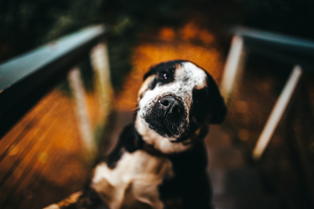 black and white short coated dog sitting on brown wooden bench during daytime