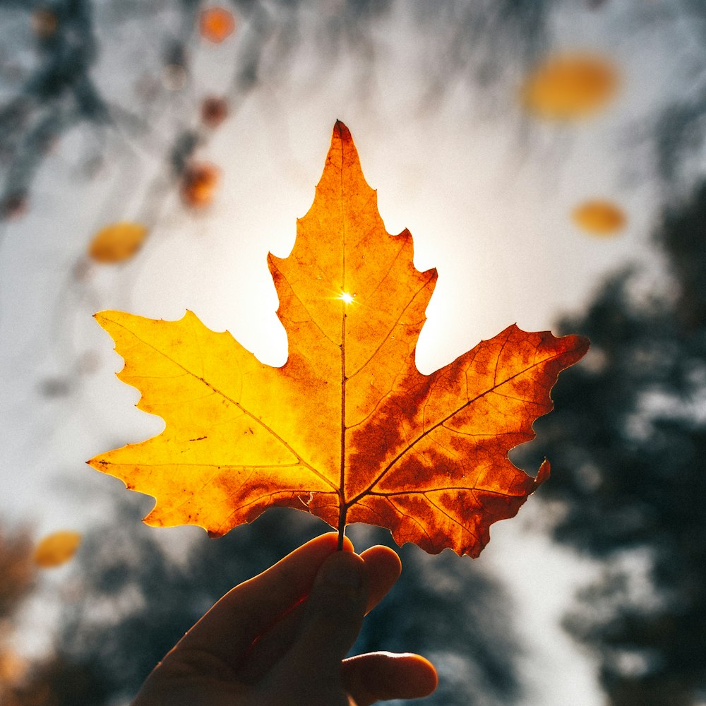 brown maple leaf in close up photography