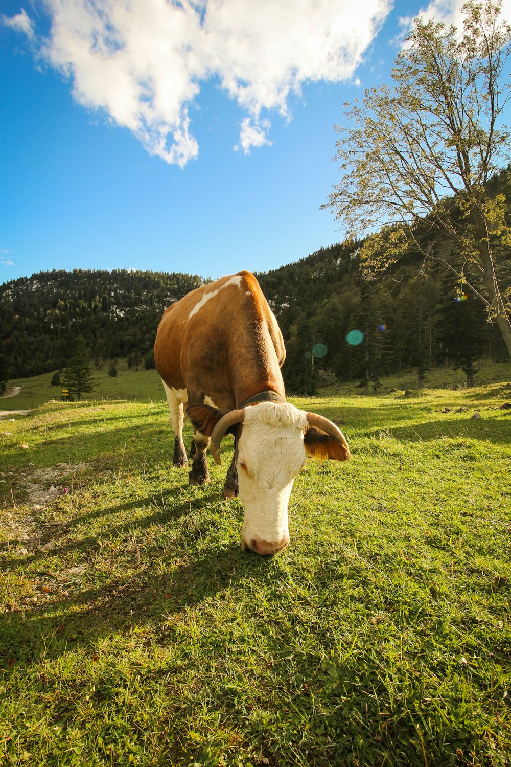 mucca marrone e bianca sul campo di erba verde sotto il cielo blu durante il giorno