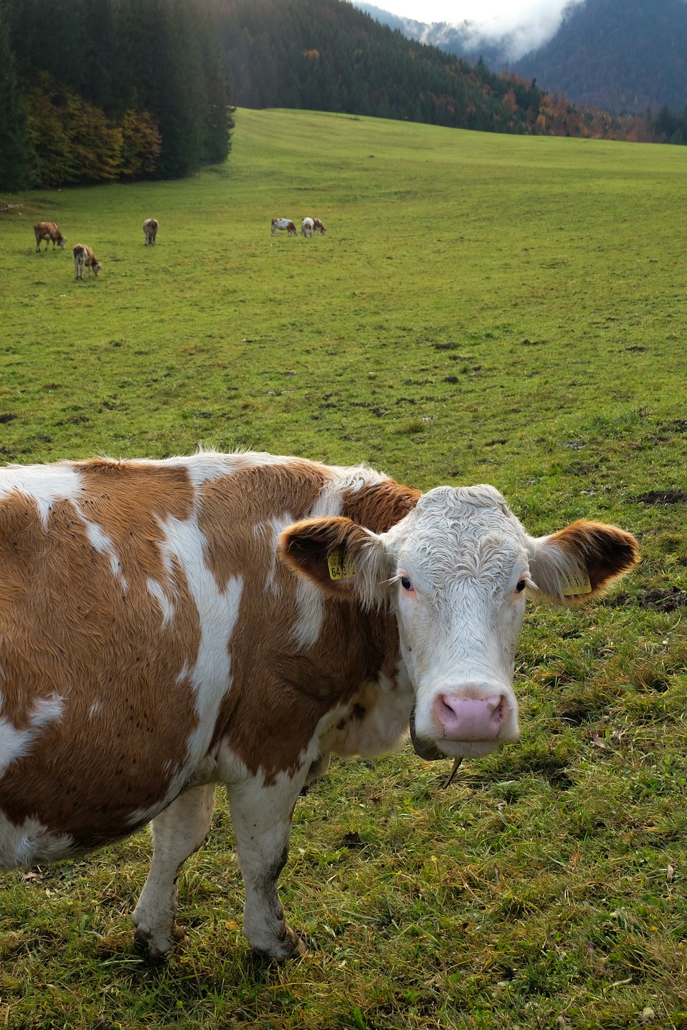 vache blanche et brune sur un champ d’herbe verte pendant la journée