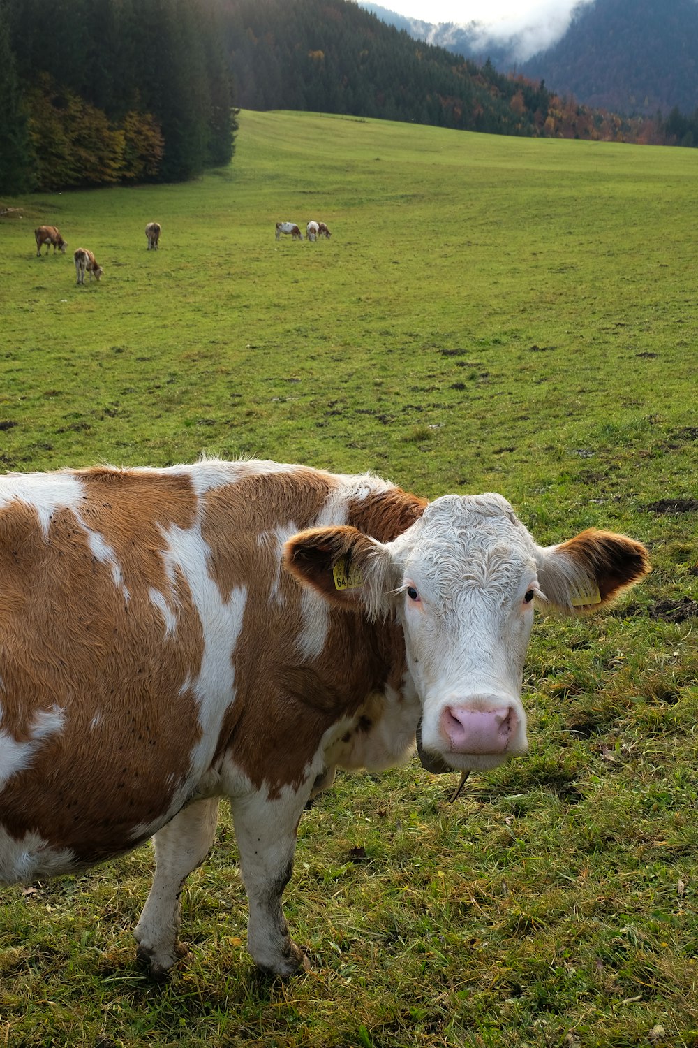 mucca bianca e marrone sul campo di erba verde durante il giorno
