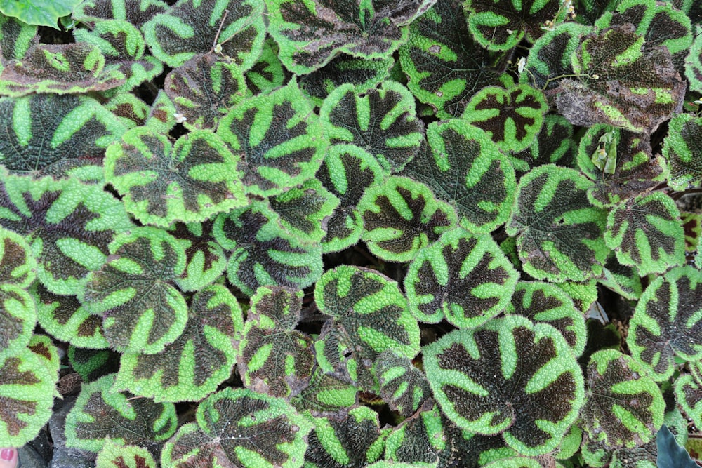 green and black floral textile