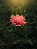 pink flower in tilt shift lens