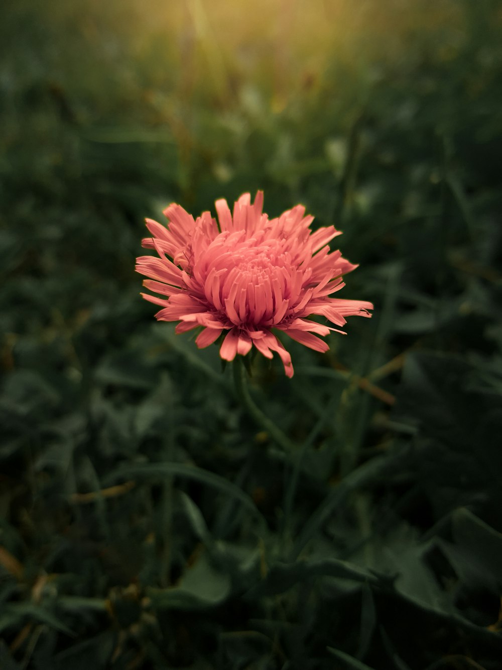 pink flower in tilt shift lens