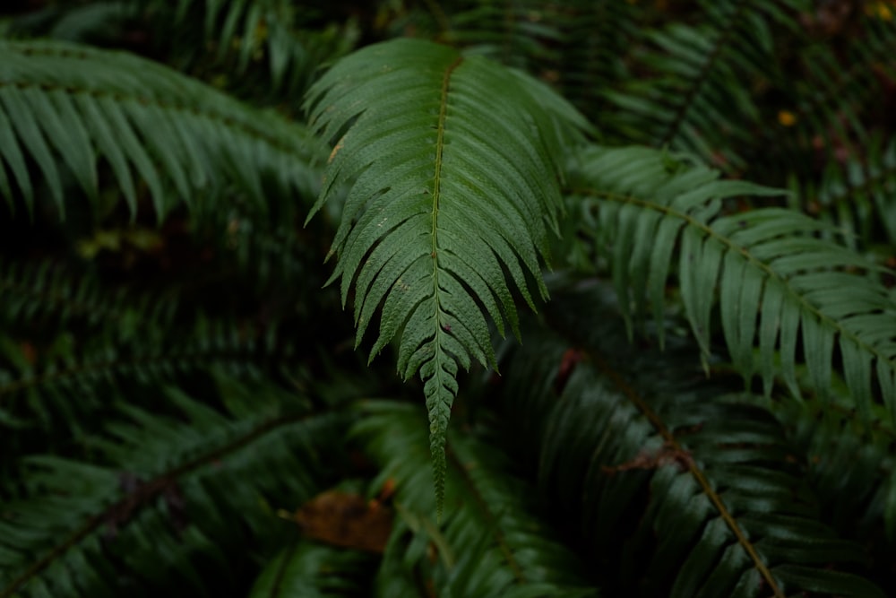 green fern plant in close up photography