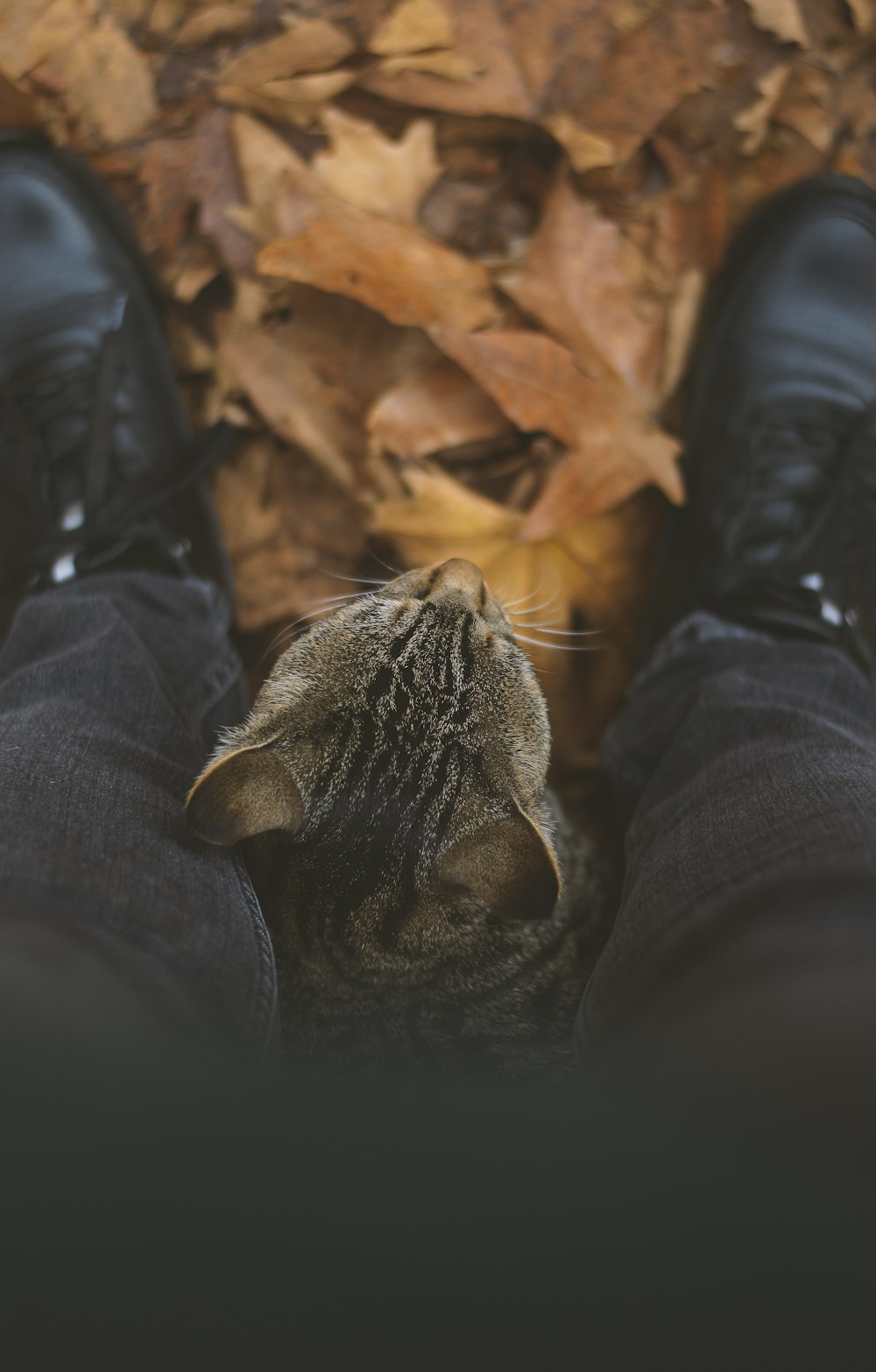 person in black jacket and black pants with brown tabby cat on lap