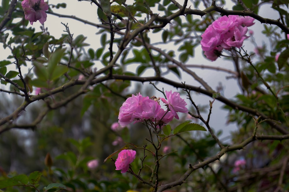 flor rosada en la rama marrón del árbol