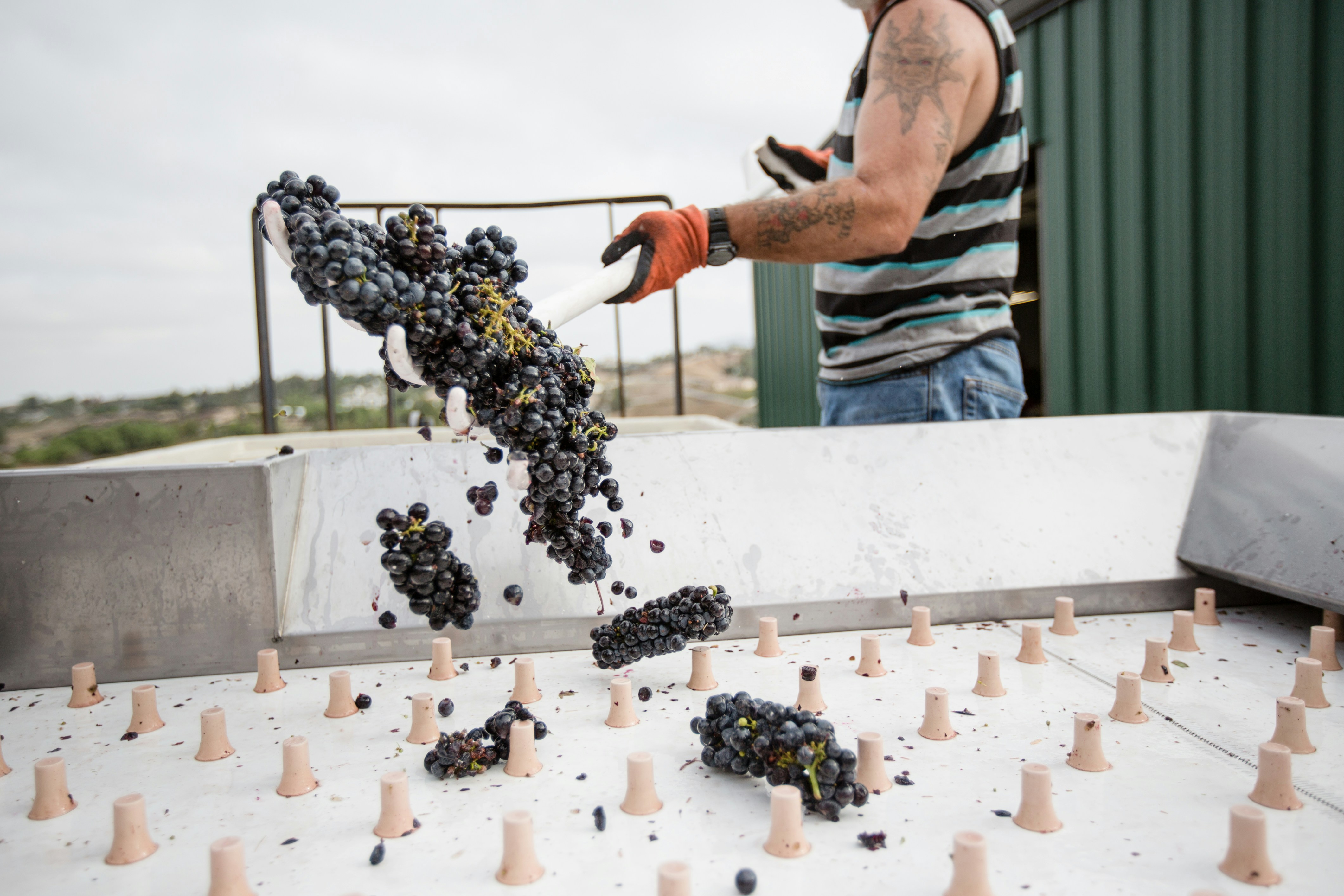 man in green and black stripe polo shirt holding black and white berries, 