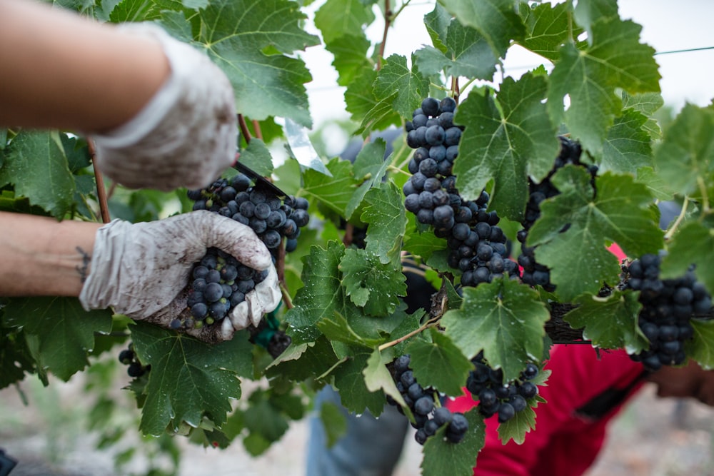 person holding black round fruits