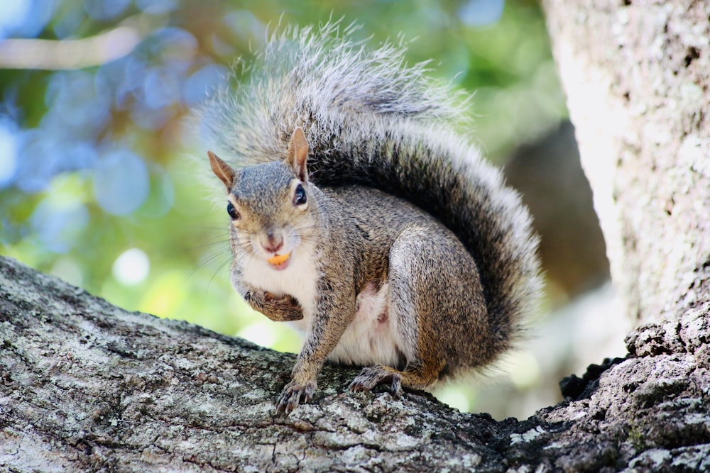 brown squirrel on tree branch during daytime