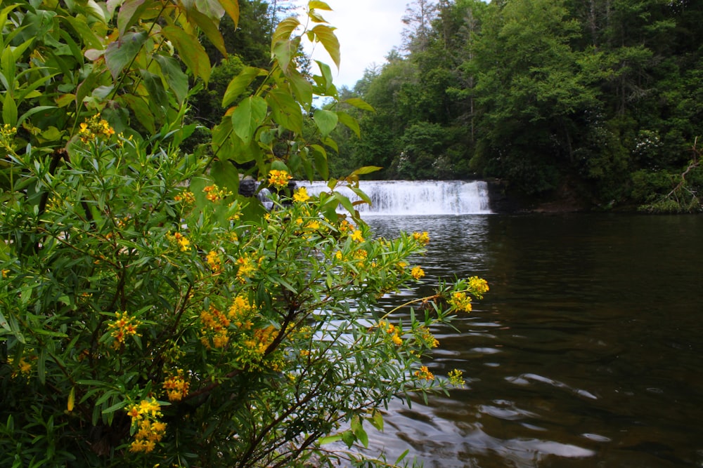 green leaves and trees near river during daytime