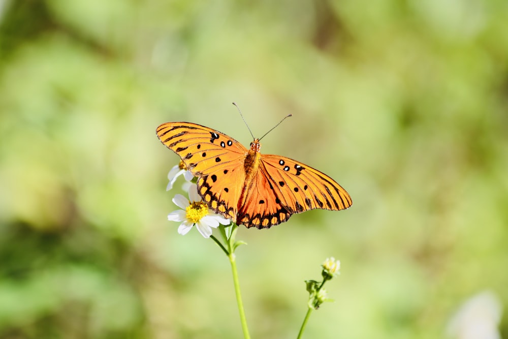 yellow and black butterfly perched on green plant during daytime