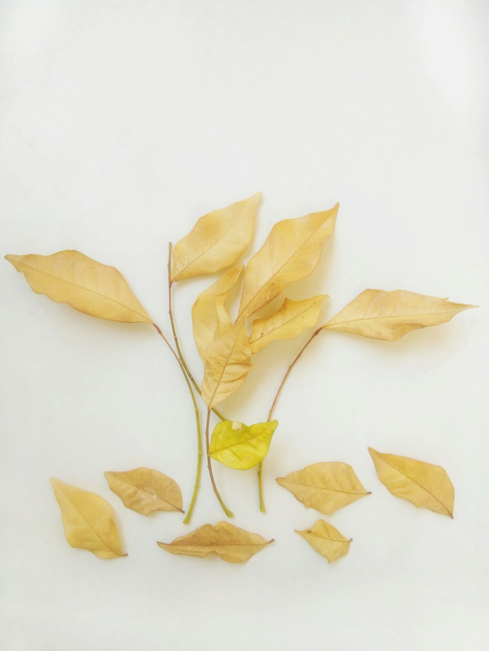 braune Blätter auf weißer Oberfläche