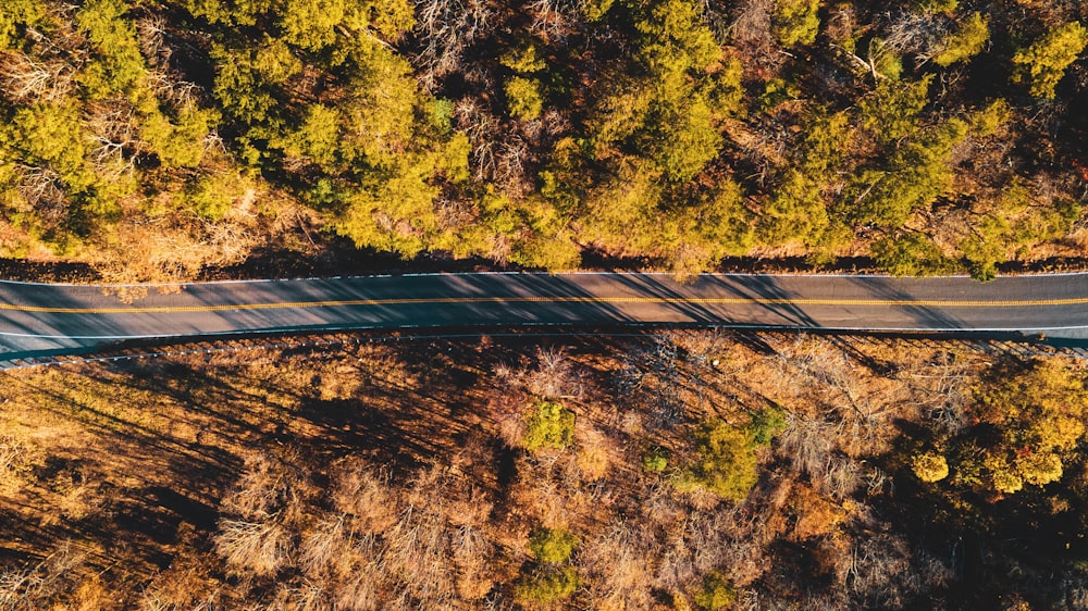 black asphalt road in between trees during daytime