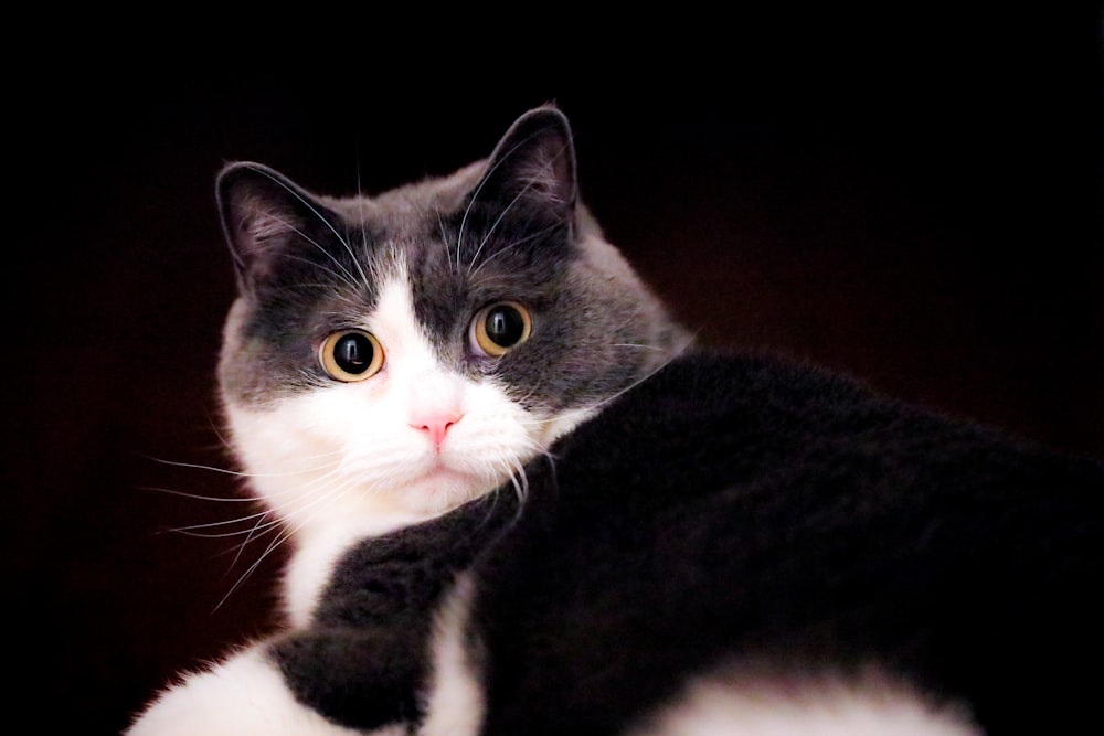 black and white tuxedo cat