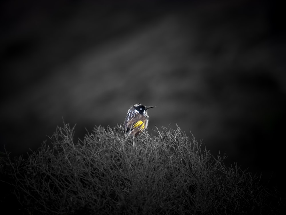 pájaro amarillo y negro sobre hierba marrón