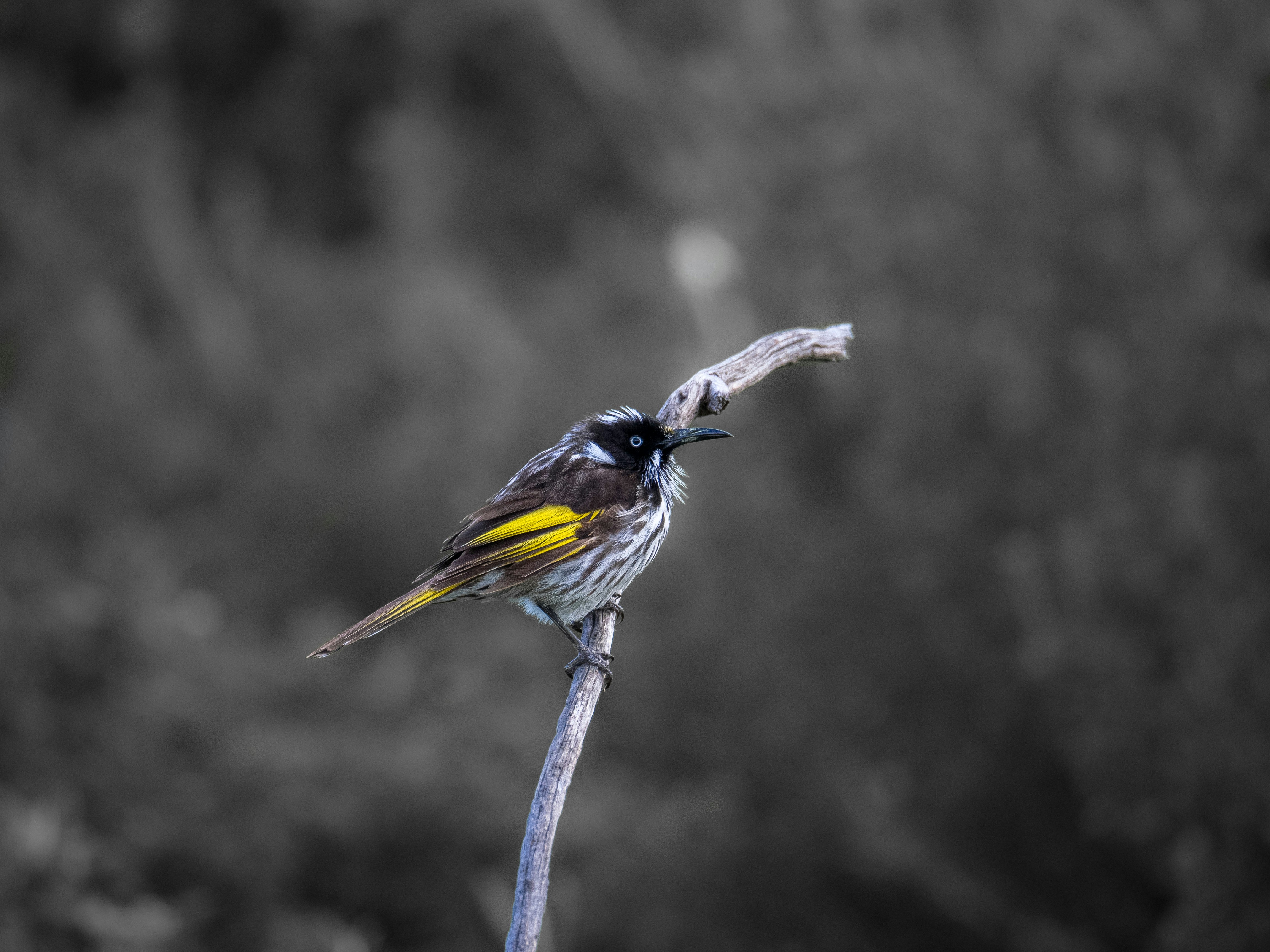 blue and yellow bird on brown tree branch
