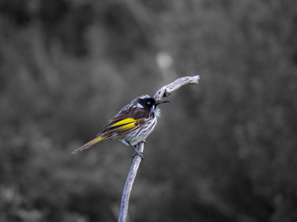 blue and yellow bird on brown tree branch