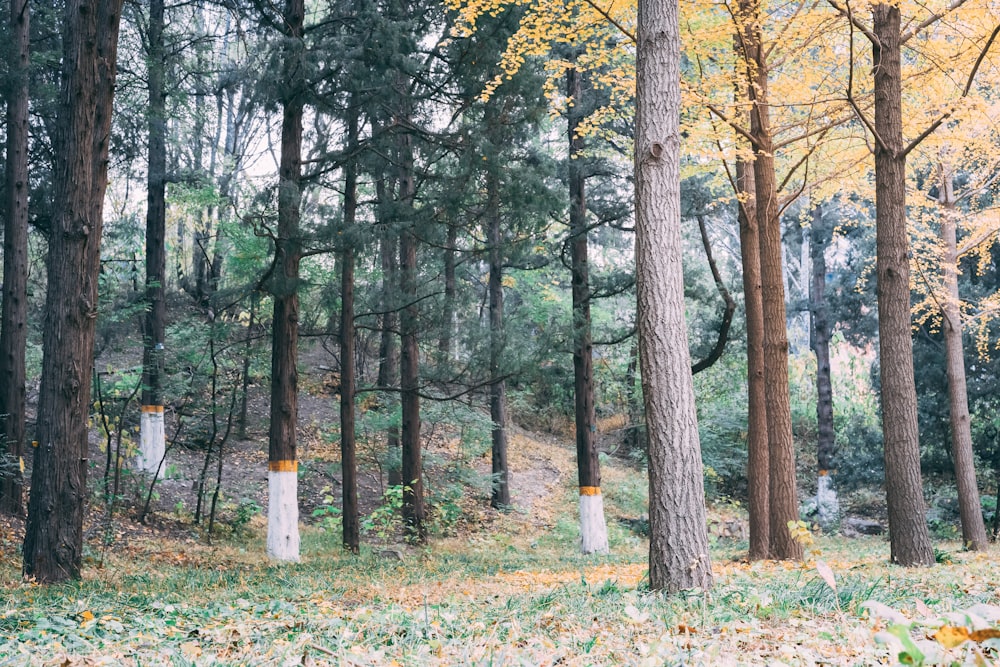 brown trees on green grass field during daytime