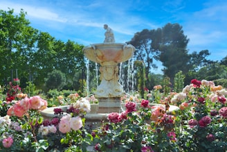 pink flowers near fountain under blue sky during daytime