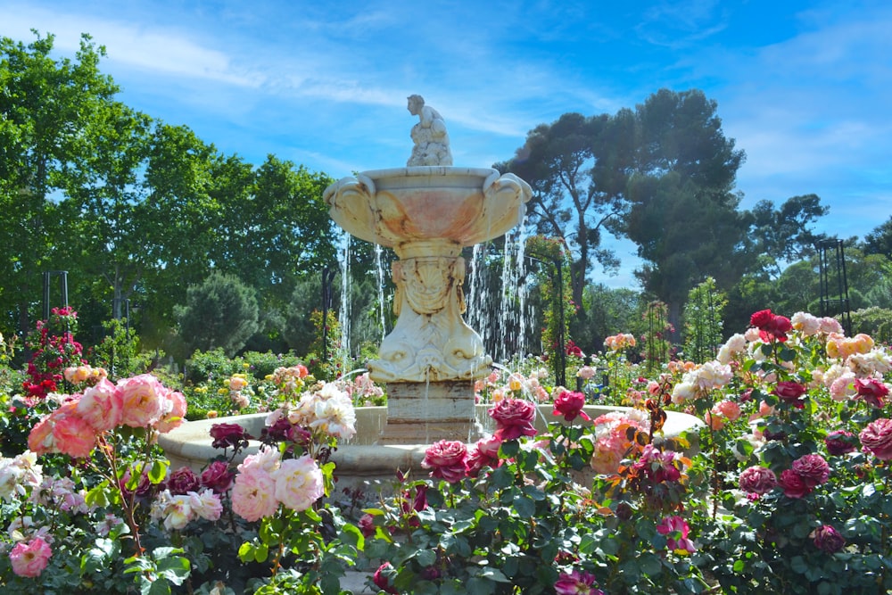 flores cor-de-rosa perto da fonte sob o céu azul durante o dia