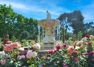 pink flowers near fountain under blue sky during daytime