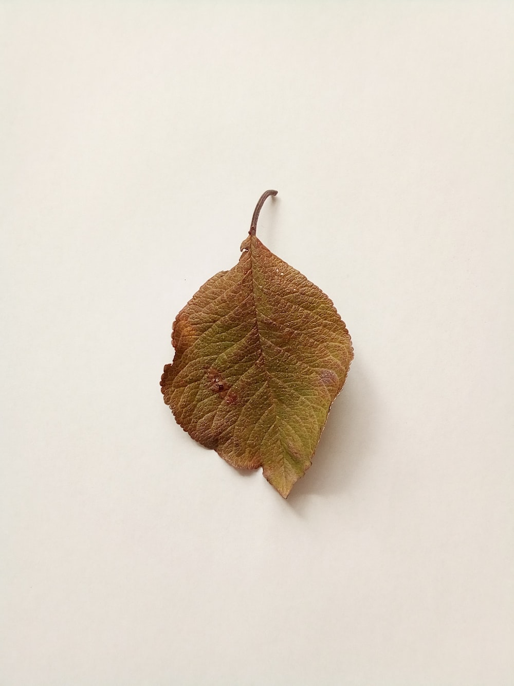 brown leaf on white surface
