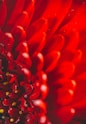 red flower in macro photography