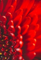 red flower in macro photography