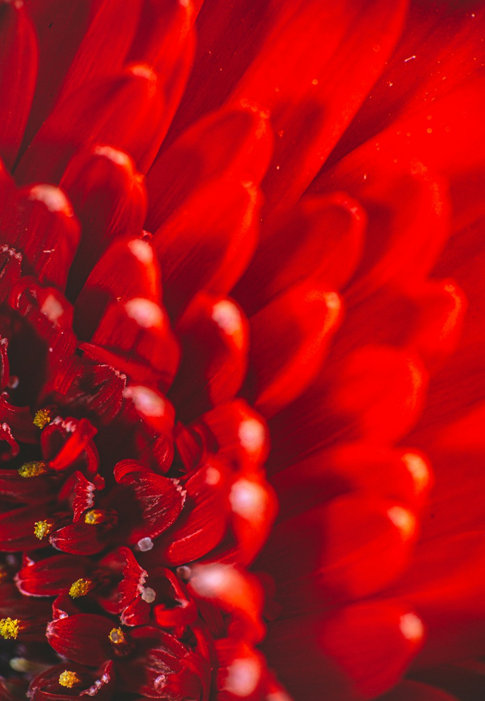 red flower in macro photography