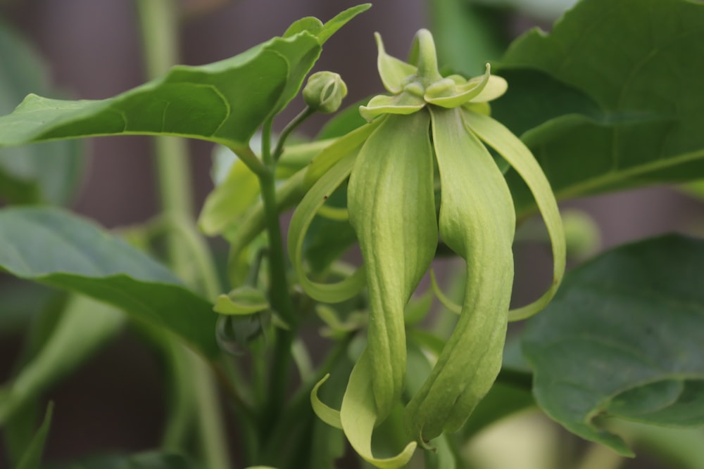 green flower bud in close up photography