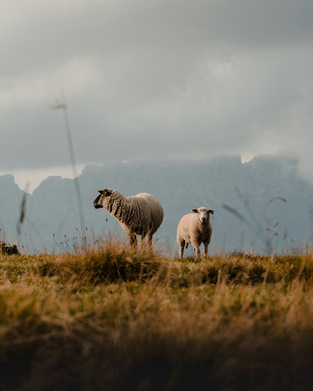 herd of sheep on green grass field during daytime