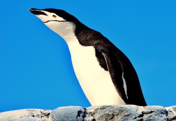A penguin on a rock with a bright blue sky.